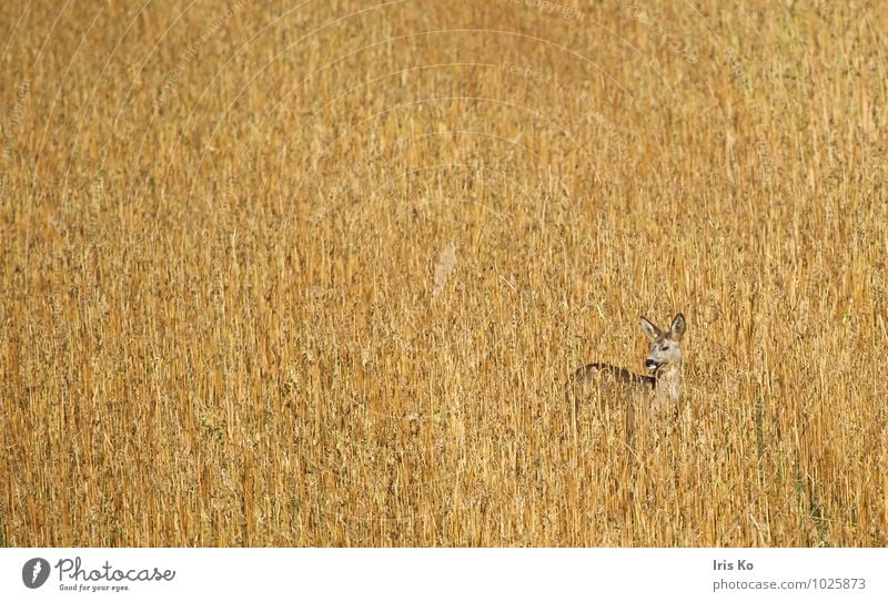 Tarnung hilft Natur Pflanze Tier Feld Wildtier Reh 1 beobachten stehen ästhetisch natürlich Wachsamkeit hören beige Farbfoto Gedeckte Farben Außenaufnahme Tag