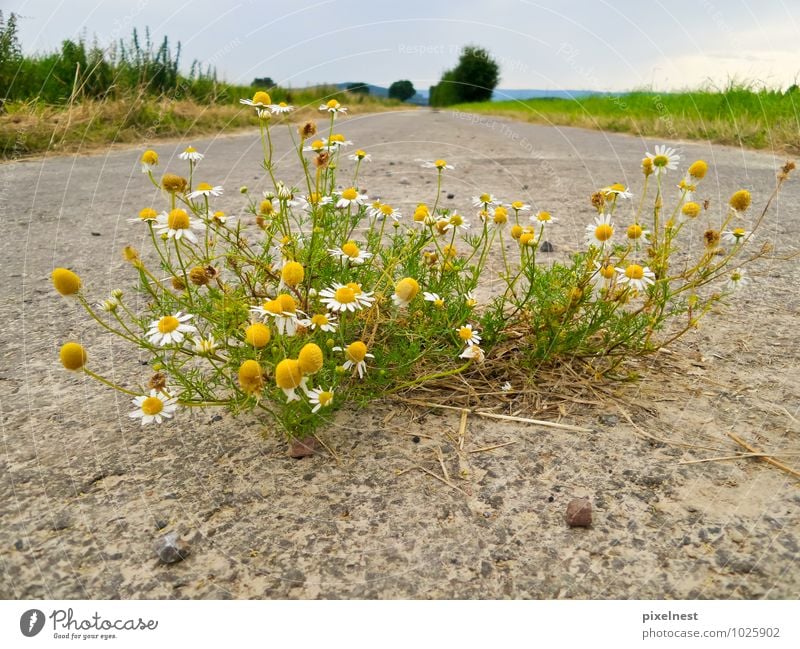 Kamille aus dem Asphalt Kräuter & Gewürze Duft Sommer Natur Pflanze Blüte Wildpflanze Feld Straße Fußweg Blühend Wachstum gelb grün weiß Kraft blühen Feldrand