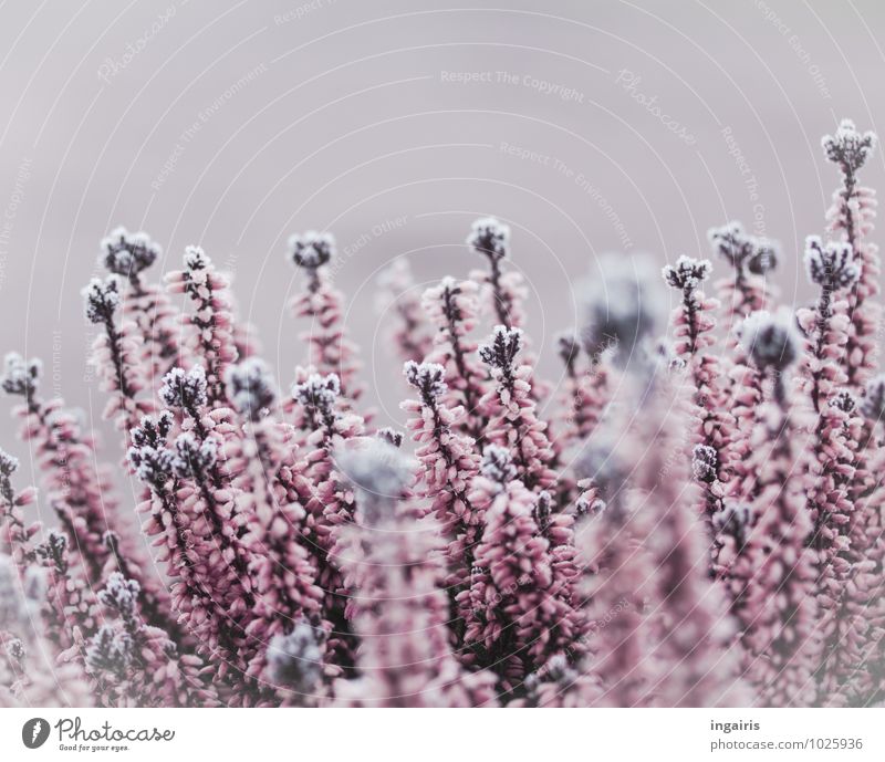 Heather likes ice Natur Pflanze Winter Klima Eis Frost Blume Sträucher Blüte Heidekrautgewächse Bergheide Blühend Wachstum kalt natürlich schön violett rosa