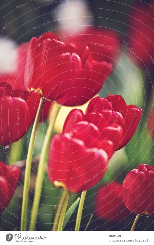 Tulpenzeit Natur Frühling natürlich rot Farbfoto Außenaufnahme Menschenleer Tag Kontrast