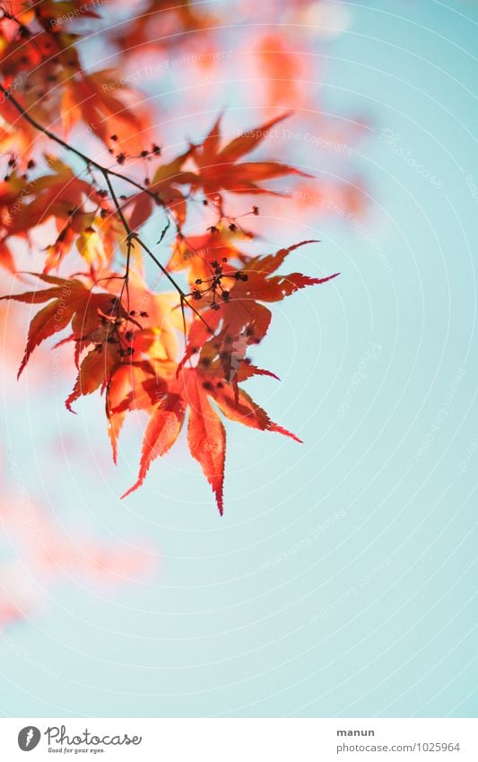 filigran Natur Himmel Frühling Herbst Schönes Wetter Pflanze Baum Blatt Blüte Ahornblatt Ahornzweig Zweige u. Äste herbstlich authentisch natürlich rot türkis