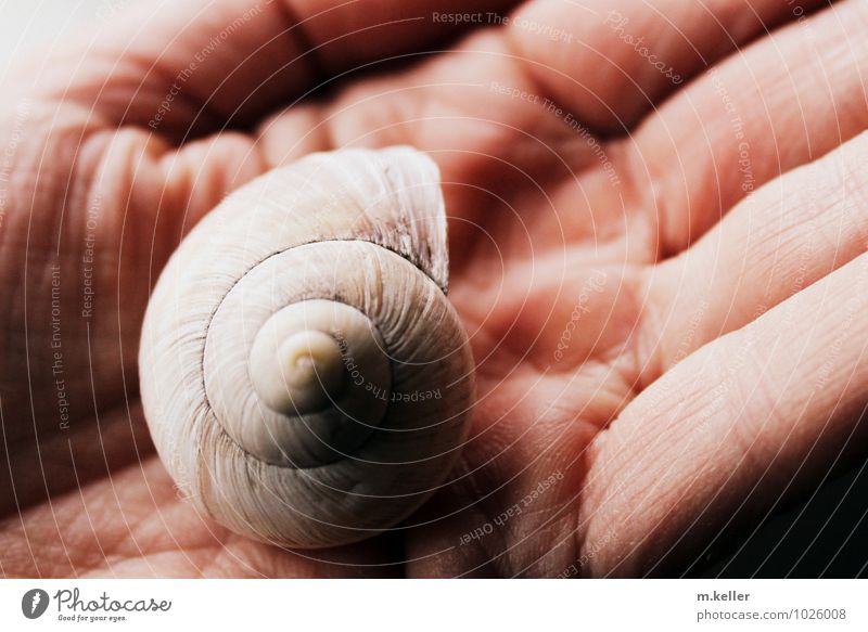 Fundstück Mensch Haut Hand Schnecke ästhetisch Erotik Schutz Schwäche Sinnesorgane Umwelt Umweltverschmutzung Umweltschutz Farbfoto