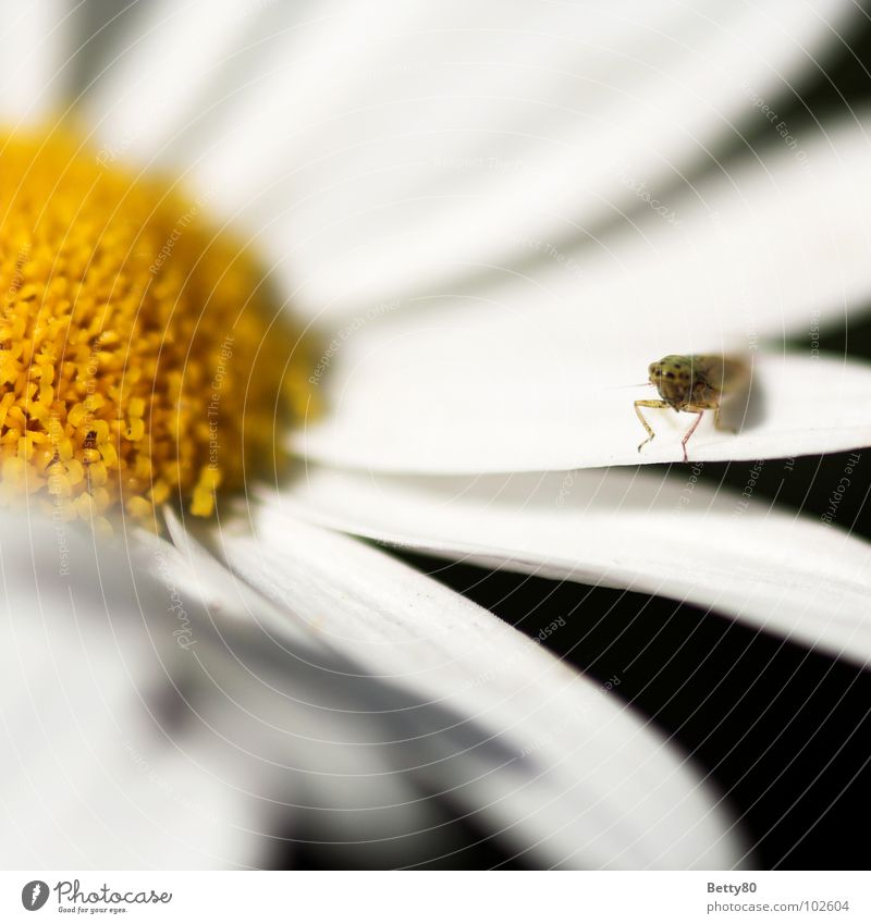 Auch Insekten chillen Sommer Frühling Blume Blüte Blütenblatt heizen Erholung ruhen ruhig faulenzen Sonnenbad Fluginsekt Pause Makroaufnahme Nahaufnahme Blühend