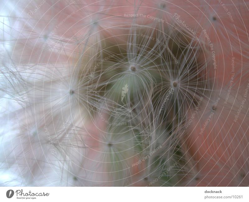 pusteblume Löwenzahn Blume Makroaufnahme Planze Samen