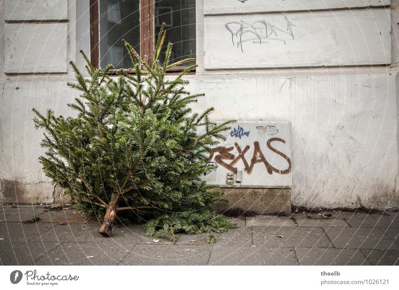 Weihnachtsbaum danach Winter Dekoration & Verzierung Weihnachten & Advent Baum abgesägt gefällt Fassade Fenster Wege & Pfade Liebe dreckig hässlich kaputt grün