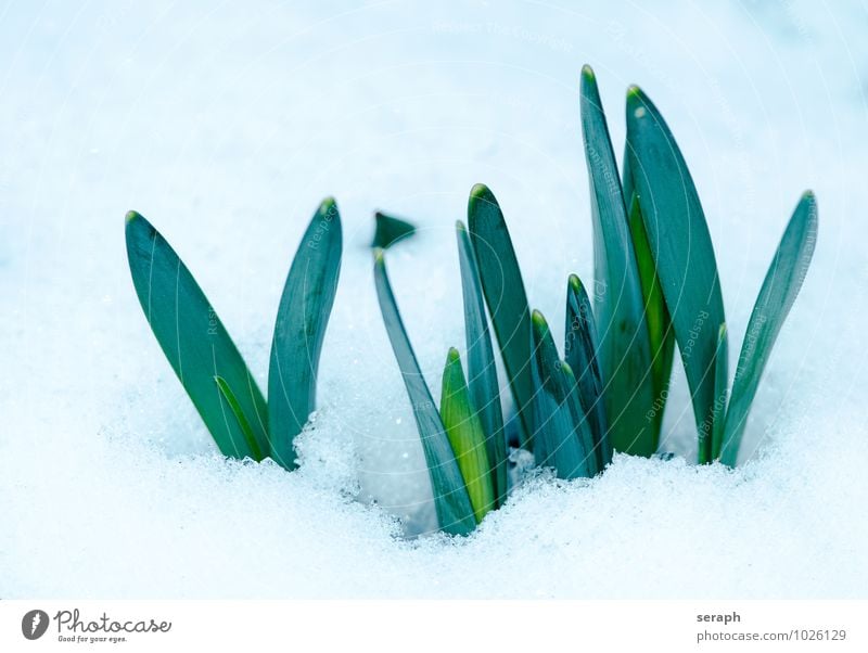 Durchbruch nursery Gartenbau Floristik Knolle Pflanze Blume Detailaufnahme Gartenarbeit Schneedecke Schneelandschaft Botanik Wachstum dormency Blütenknospen Eis