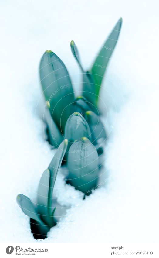 Durchbruch nursery Gartenbau Floristik Knolle Pflanze Blume Detailaufnahme Gartenarbeit Schneedecke Schneelandschaft Botanik Wachstum dormency Blütenknospen Eis