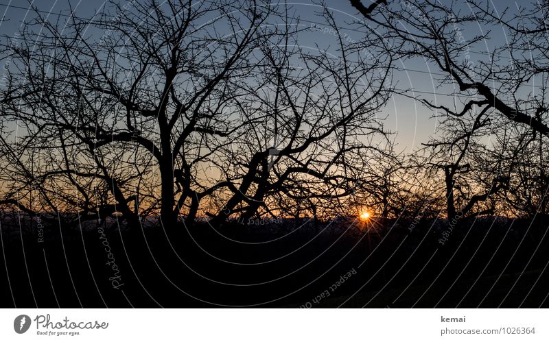 Sonnengeflecht Natur Landschaft Wolkenloser Himmel Sonnenaufgang Sonnenuntergang Sonnenlicht Schönes Wetter Baum Ast Zweig Baumstamm Feld leuchten frisch