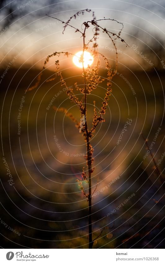 Sonnenpflanze Umwelt Natur Pflanze Sonnenaufgang Sonnenuntergang Sonnenlicht Herbst Schönes Wetter Gras Grünpflanze Wildpflanze Wiese Feld leuchten Wachstum