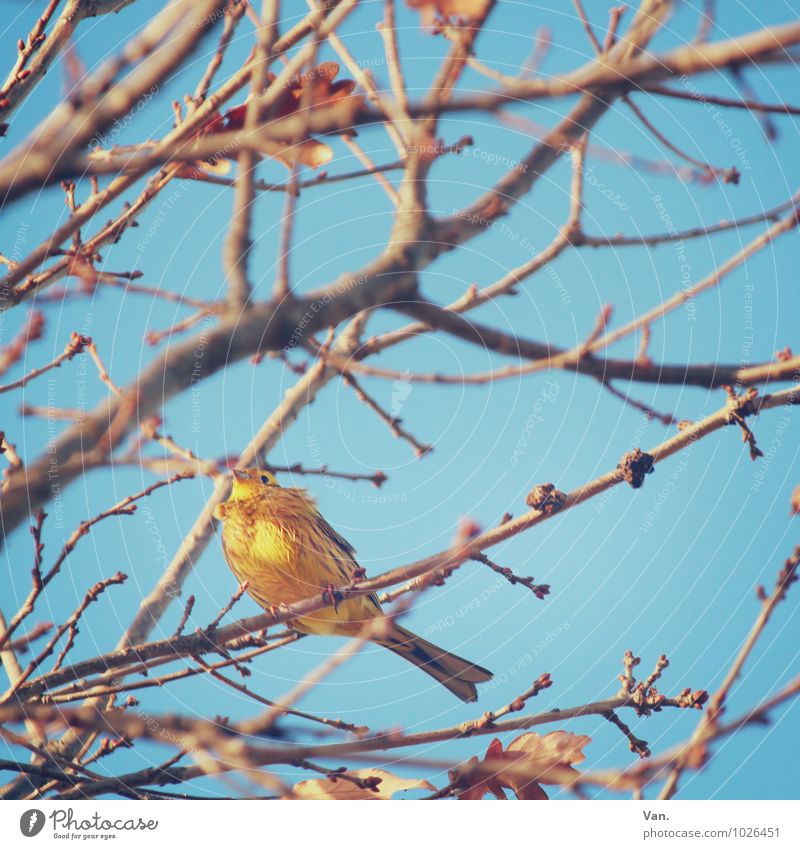 Gestatten, Goldammer! Natur Pflanze Tier Himmel Wolkenloser Himmel Winter Baum Ast Zweig Blatt Blütenknospen Wildtier Vogel 1 sitzen blau gelb Farbfoto