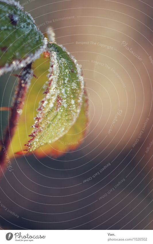 abhängen Natur Pflanze Winter Eis Frost Sträucher Blatt Stengel Dorn kalt braun grün Reif Farbfoto mehrfarbig Außenaufnahme Nahaufnahme Detailaufnahme