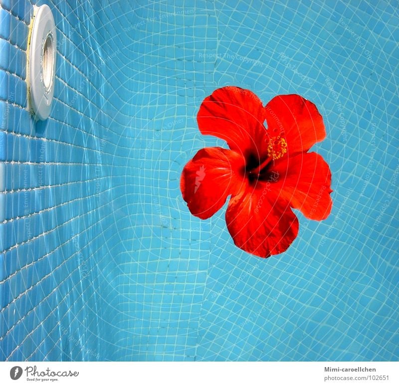 a touch of summer... Hibiscus rot gelb Blume groß Schwimmbad Lichtspiel klein Quadrat Mosaik Sommer ruhig Erholung Farbenspiel Reichtum Außenaufnahme hell