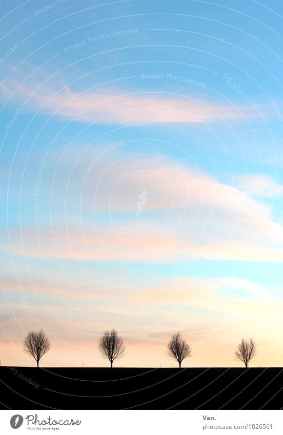 *400* - Hurra! Natur Landschaft Luft Himmel Wolken Baum Allee blau schwarz Horizont Ferne Farbfoto mehrfarbig Außenaufnahme Menschenleer Textfreiraum oben Abend