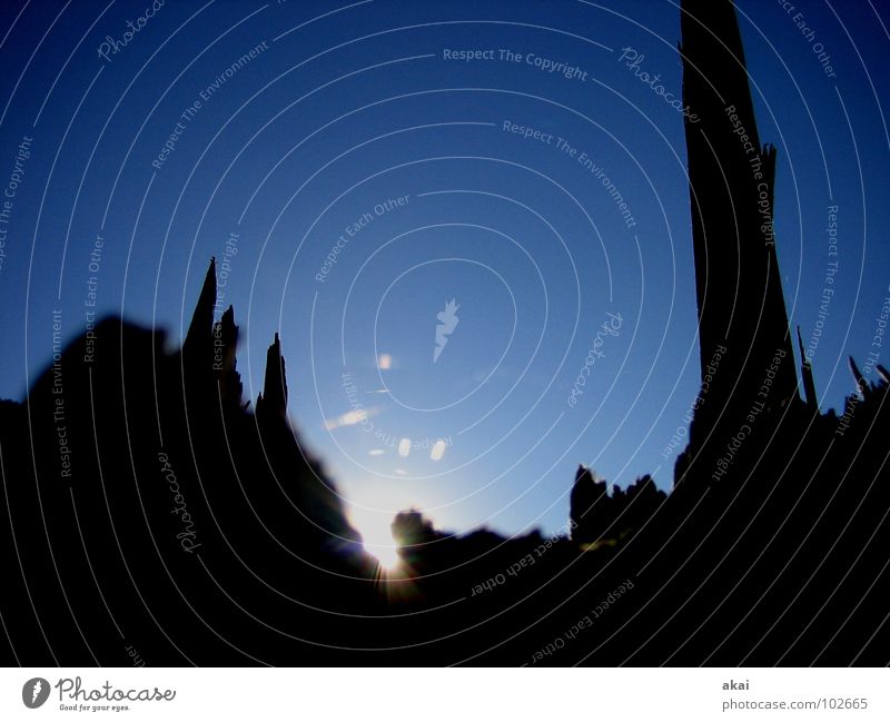 Lichterspiel am Schauinsland 3 Sturm Spinne Spinnennetz Baum Ruine Sonnenlicht himmelblau Schwarzwald Baumstamm Orkan Spinngewebe Reflexion & Spiegelung