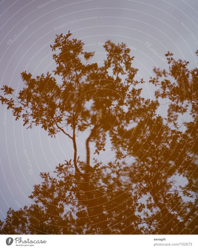 Baumspiegelung Reflexion & Spiegelung Wald Pflanze Blatt Sträucher weich Pfütze Wasserspiegelung verträumt Ast Geäst Umweltschutz organisch Wachstum Zweig