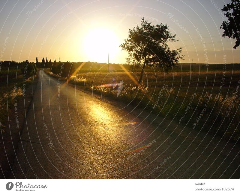 Abend in Istrien Ferien & Urlaub & Reisen Ferne Freiheit Sommer Sonne Umwelt Natur Landschaft Wolkenloser Himmel Horizont Klima Wetter Schönes Wetter Wärme Baum