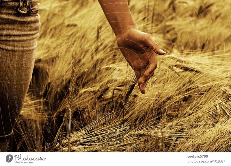 Unser täglich Brot Kornfeld Hafer Weizen Hand Streicheln Ähren Landwirtschaft Freizeit & Hobby Jahreszeiten Sommer Ernte