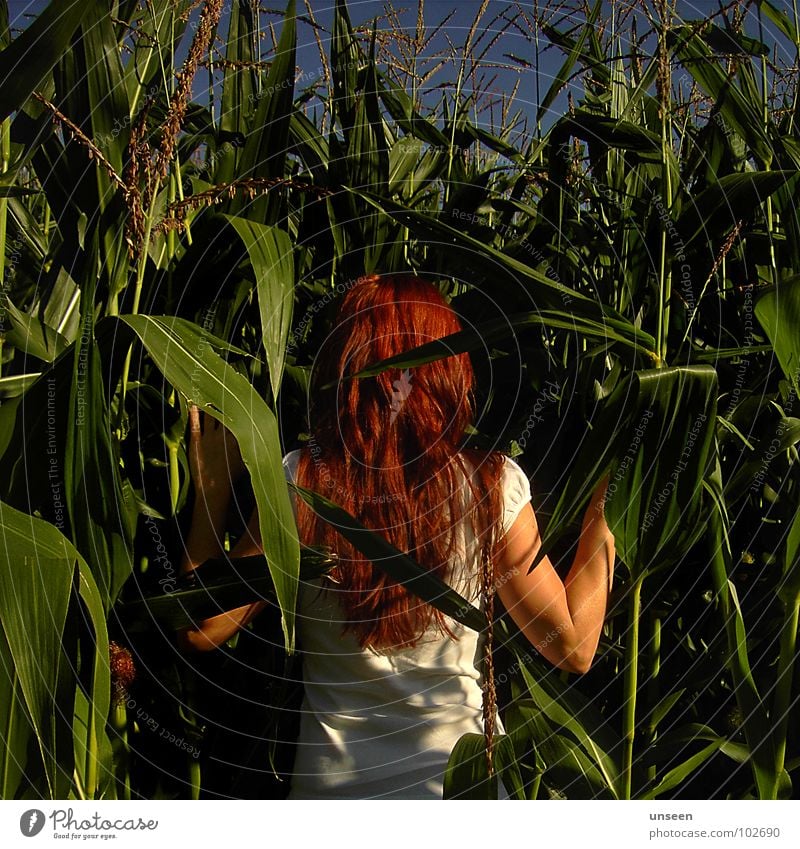 next to Maisfeld Feld Pflanze grün rot Frau Sommer Natur blau feuerrot Haare & Frisuren