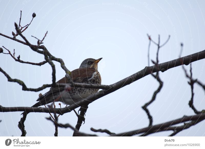 Winter ist ... Wacholderdrosseln überall. Wolkenloser Himmel Schönes Wetter Baum Sträucher Zweige u. Äste Beeren Beerensträucher Park Wald Tier Wildtier Vogel