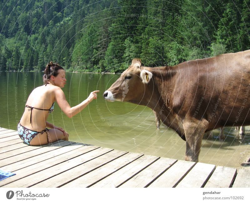 I mog di Frau Kuh See Sommer Österreich Bikini Säugetier Alpen Liebe