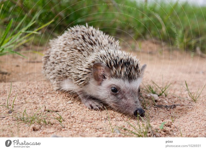 Igel Umwelt Natur Tier Sommer Schönes Wetter Wildtier Tiergesicht 1 Tierjunges Sand klein stachelig braun grün Stachel Auge Nase Gras Grasnarbe Einsamkeit