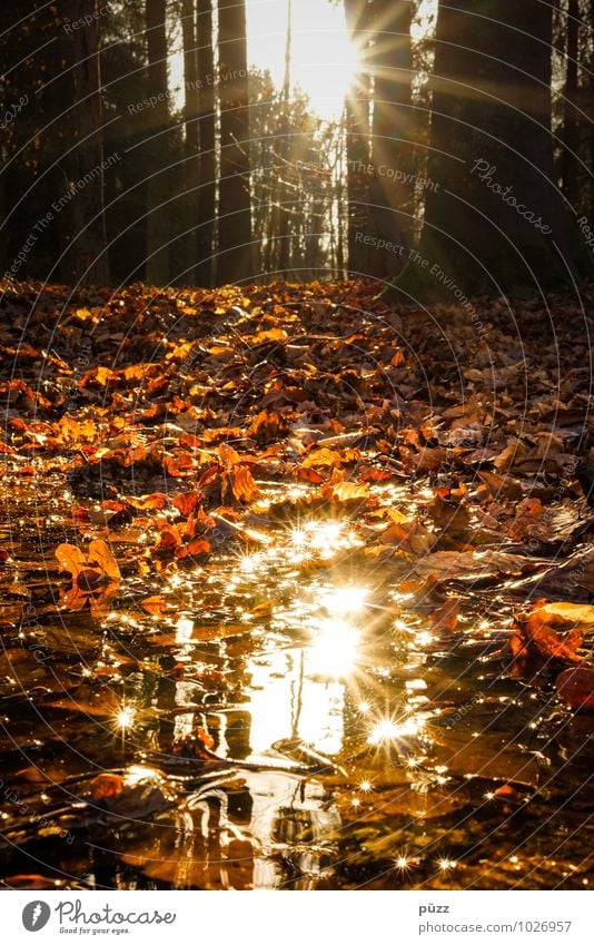 Glitzer Umwelt Natur Landschaft Pflanze Wasser Sonne Sonnenlicht Herbst Schönes Wetter Baum Blatt Wald natürlich braun gelb orange Einsamkeit