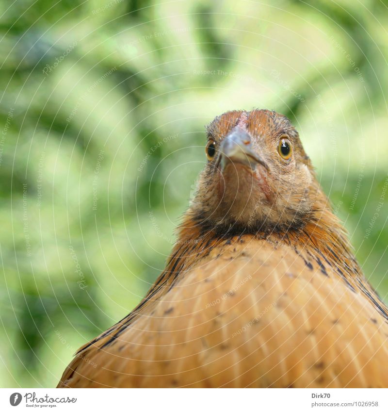 Verblüfftes Huhn Lebensmittel Geflügel Landwirtschaft Forstwirtschaft Sonnenlicht Schönes Wetter Baum Blatt Blätterdach Tier Haustier Nutztier Vogel Haushuhn