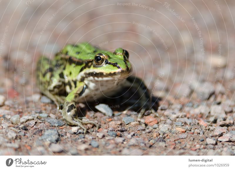 Laubfrosch sitzt auf Kiesweg Natur Tier Wasser Wege & Pfade Wildtier Frosch 1 Stein Sand glänzend hocken sitzen authentisch grün Abenteuer Erholung Freiheit