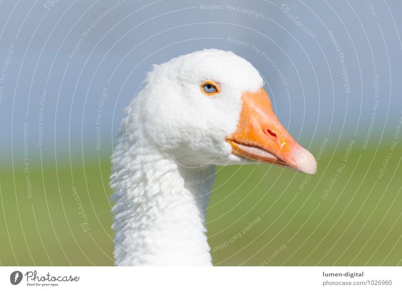 Kopf und Hals einer Gans Fleisch Auge Schnabel Umwelt Wasser Vogel hell gelb weiß federn Geflügel hals mästen porträt profil schnattern Vieh Farbfoto