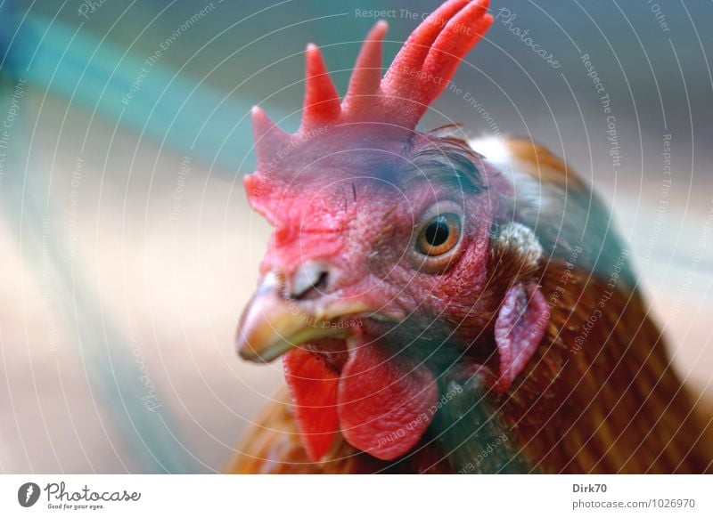 Hahn im Gehege Landwirtschaft Forstwirtschaft Sonnenlicht Schönes Wetter Tier Haustier Nutztier Vogel Hahnenkamm 1 Zaun Netz beobachten Blick außergewöhnlich