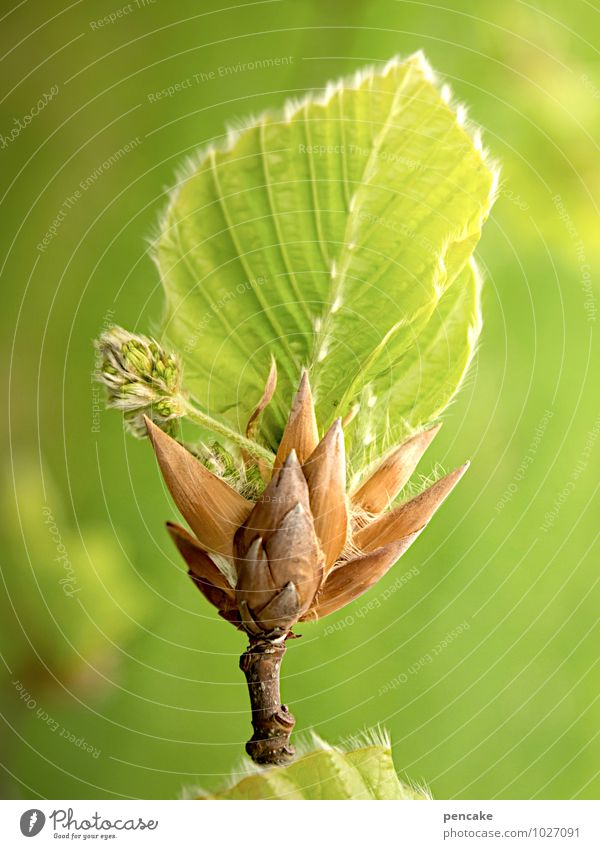 hoffnungsträger Natur Urelemente Frühling Schönes Wetter Baum Blatt Wald Zeichen atmen Duft authentisch Erfolg positiv saftig grün Glück Optimismus schön