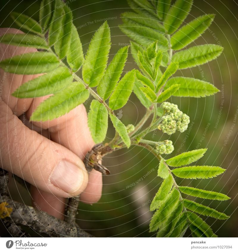 strüßje Hand Finger Natur Pflanze Frühling Baum Sträucher Blatt Blüte Wald Zeichen Beginn Freude Glück Esche grün Wachstum Leben Ebereschenblätter Vogelbeerbaum