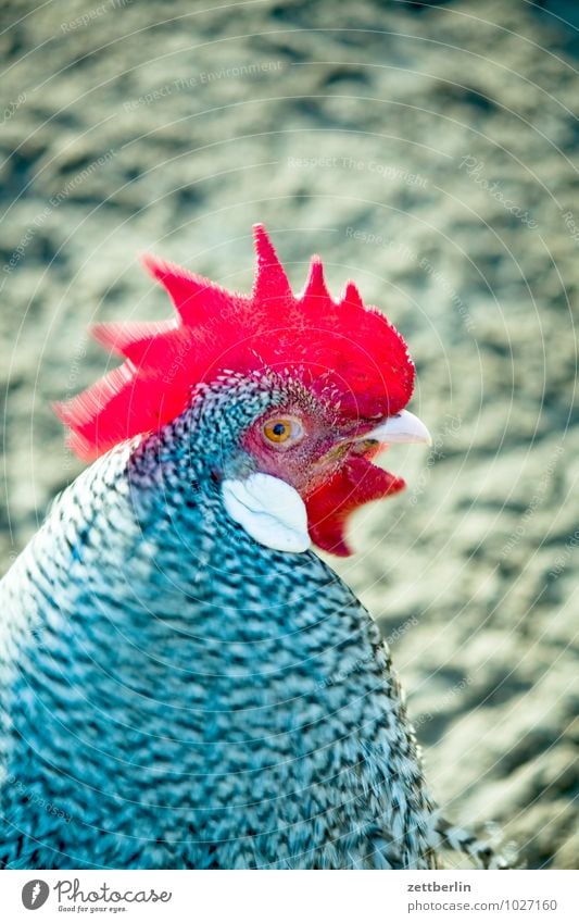 Hahn Auge Bauernhof Feder Geflügel Hahnenkamm Haustier Kamm Tier Tierporträt Wetterhahn Vogel Streichelzoo Hähnchen Hof Schnabel Landwirtschaft