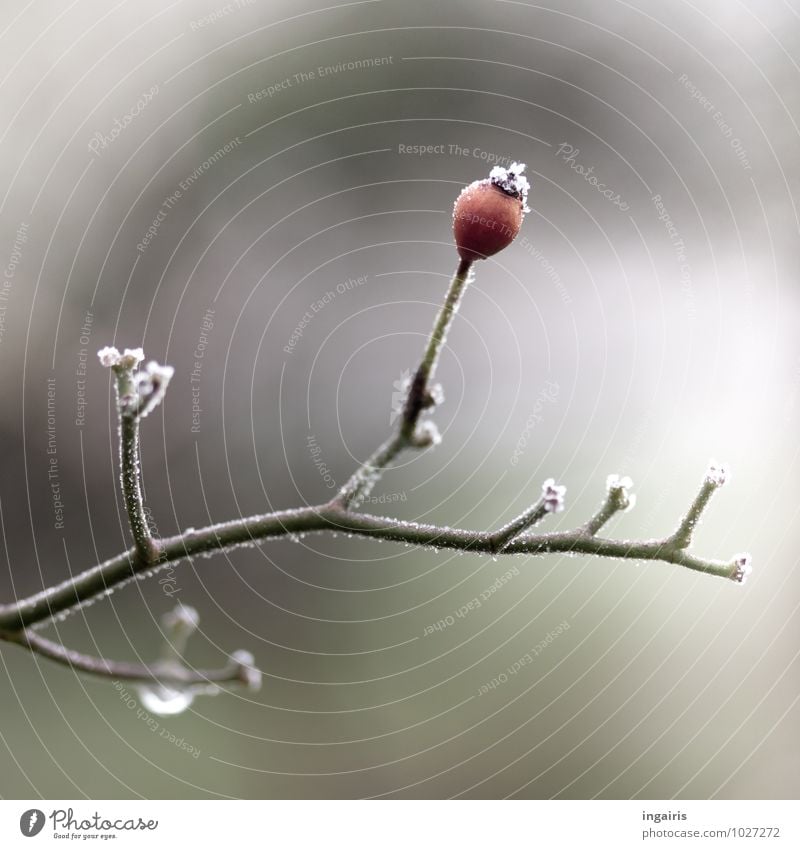 Hartnäckig! Natur Pflanze Wassertropfen Herbst Klima Eis Frost Frucht Hagebutten Tropfen alt dehydrieren klein nass natürlich grau grün rot Stimmung trösten