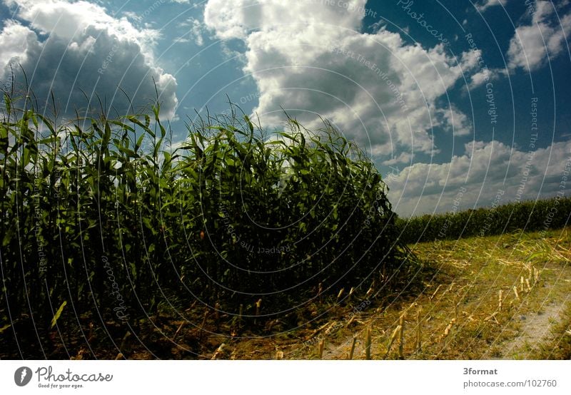 maisfeld Maisfeld Maiskolben Mähdrescher Maschine Rasen Landleben Feld Landwirtschaft Osten Sachsen Sachsen-Anhalt Arbeit & Erwerbstätigkeit Zukunft Mehl