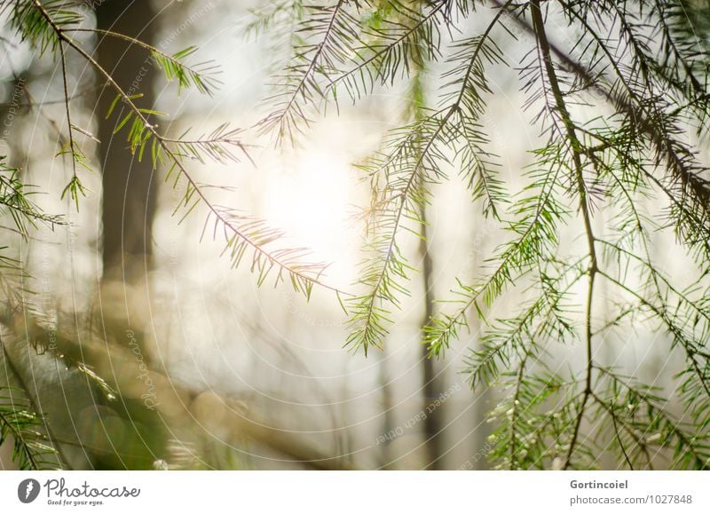 Wintersonne Umwelt Natur Sonne Sonnenlicht Baum natürlich Nadelbaum Wald Zweig Farbfoto Gedeckte Farben Außenaufnahme Textfreiraum links Textfreiraum unten