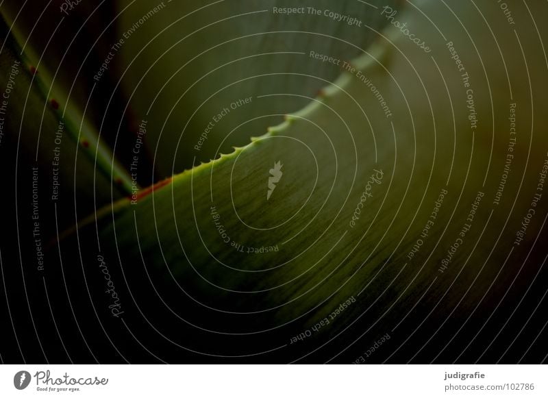 Agave Dorn Pflanze grün Sukkulenten wehren ansammeln Blatt Farbe Wüste Spitze Stachel Natur Strukturen & Formen