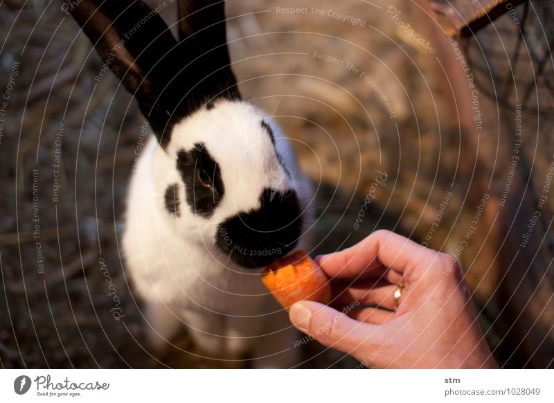 nimmersatt 1 Freizeit & Hobby Spielen Ferien & Urlaub & Reisen Tier Haustier Nutztier Tiergesicht Fell Streichelzoo Hase & Kaninchen Hasenohren Schnauze füttern