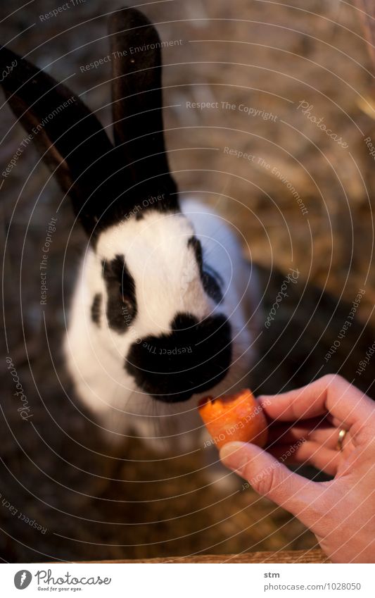 nimmersatt 2 Lebensmittel Gemüse Möhre Ernährung Essen Freizeit & Hobby Spielen Kinderspiel Tier Haustier Nutztier Tiergesicht Fell Pfote Streichelzoo