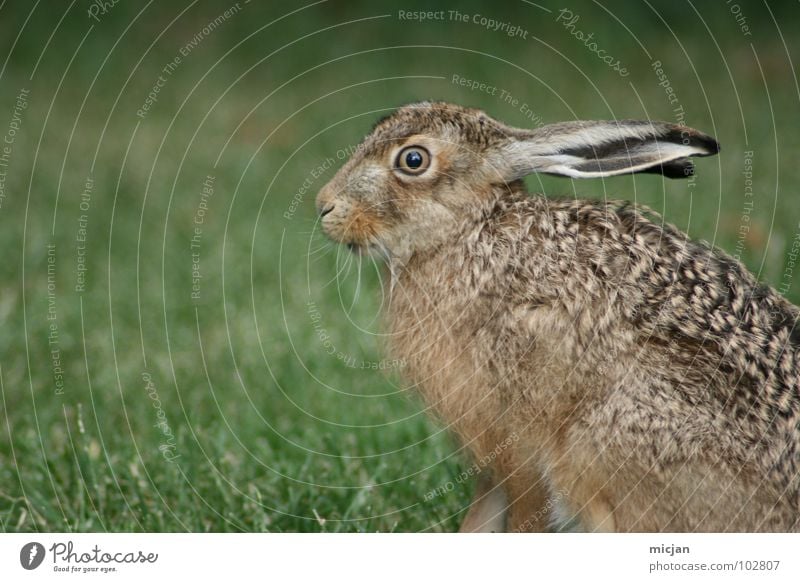 Angsthase Hase & Kaninchen Tier Schnauze niedlich Wildtier bewegungslos Gras startbereit laufen Blick schön Lebewesen springen hüpfen Rasen Profil Natur