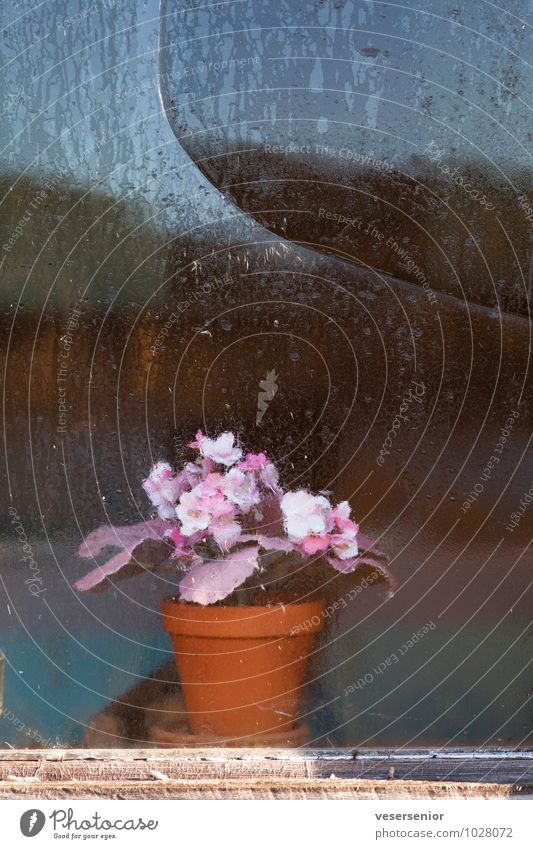 schwedische fenster 1 Fenster kaputt Stimmung trösten Hoffnung Glaube demütig Einsamkeit Senior Frieden ruhig Traurigkeit Verfall Vergänglichkeit Farbfoto