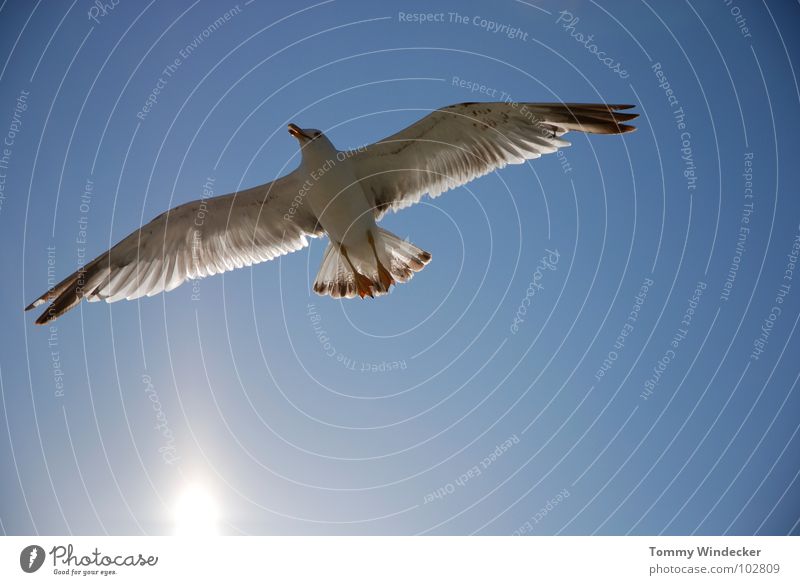 Mövenpic Möwe Vogel himmelblau Frieden Sonne Sommer Meer See Schweben Segeln Tiefflieger Leichtigkeit Unbeschwertheit Nahrungssuche Luftverkehr flugtauglich