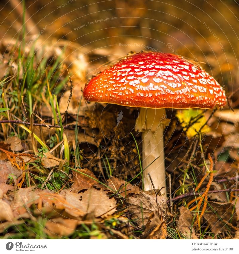 Fliegenpilz Ausflug Berge u. Gebirge Umwelt Natur Pflanze Tier Herbst Schönes Wetter Gras Blatt Grünpflanze Pilz glänzend Jagd bedrohlich schön natürlich wild