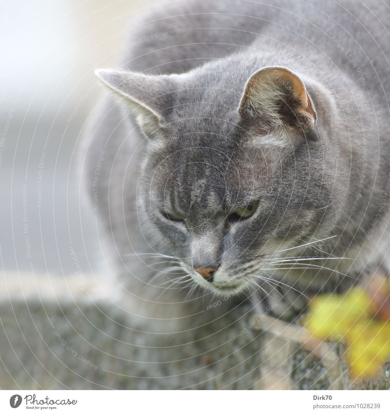 Beobachter Tier Sommer Garten Bretagne Frankreich Dorf Mauer Wand Haustier Katze Tiergesicht Kartäuserkatze Chartreux 1 beobachten hocken sitzen bedrohlich frei