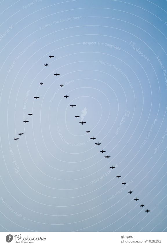 Tschüss, liebe Anne! Guten Flug und lande sanft! Tier Graugans Tiergruppe fliegen formieren warten Formation Formationsflug Flügel Himmel himmelwärts viele