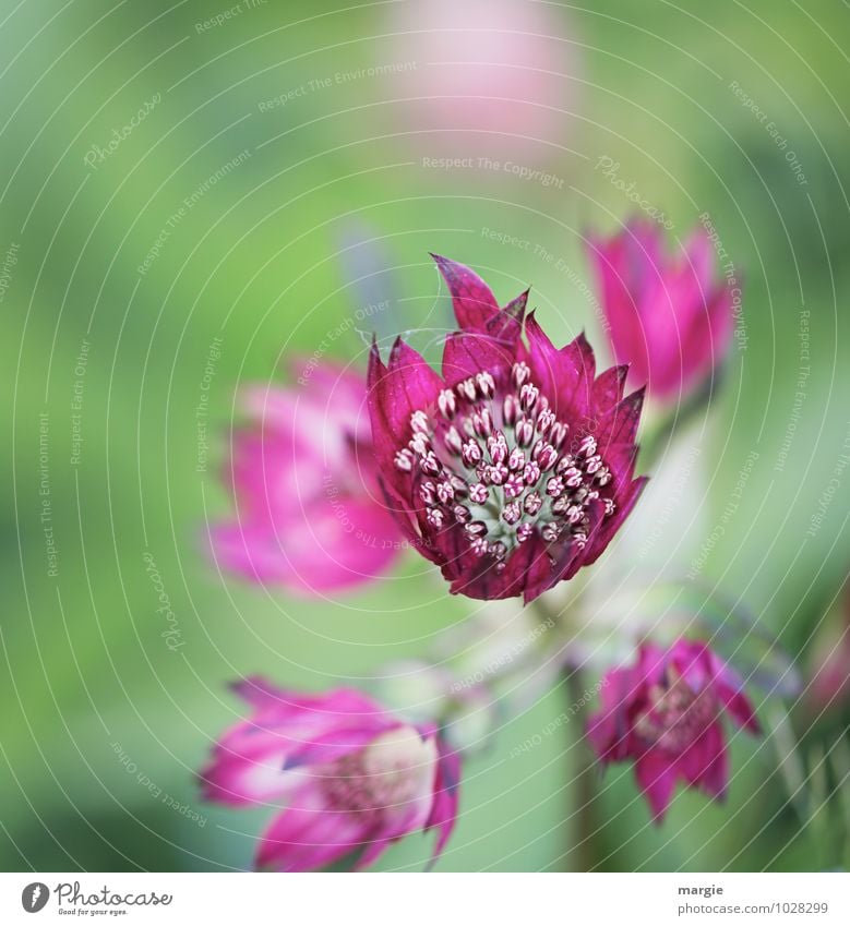 Blüten in pink Umwelt Natur Pflanze Sommer Blume Blatt exotisch Garten Blühend leuchten Wachstum außergewöhnlich positiv schön grün rosa Glück Lebensfreude