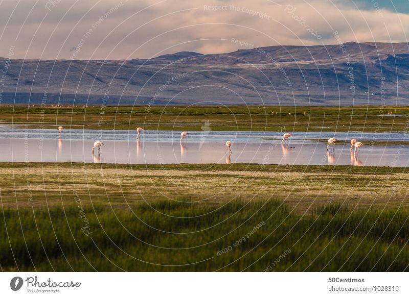 Eine Oase für Flamingos Ferien & Urlaub & Reisen Ausflug Abenteuer Ferne Freiheit Safari Natur Landschaft Wolken Frühling Sommer Herbst Park Wiese Hügel