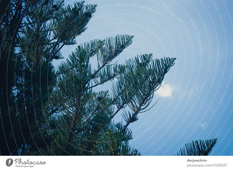 Schattenbaum, Blauer Himmel. Eine weiße Wolke.33 Grad.Nur die Tanne bringt etwas Schatten.Queensland / Australia Wohlgefühl ruhig Freizeit & Hobby Sommerurlaub