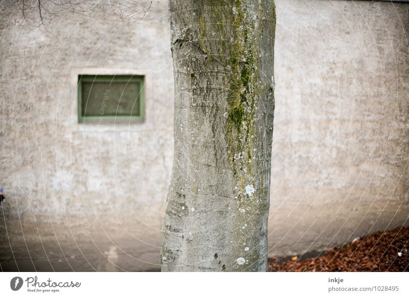 Stadtrandbuche Herbst Baum Buche Baumrinde Baumstamm Menschenleer Mauer Wand Fassade Fenster trist Farbfoto Außenaufnahme Nahaufnahme Detailaufnahme