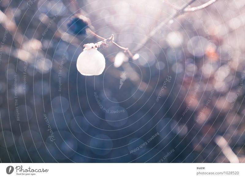 Verknallte Schneebeere Natur Pflanze Herbst Winter Sträucher Wildpflanze außergewöhnlich schön weiß Stimmung Lebensfreude Vorfreude Hoffnung Sehnsucht